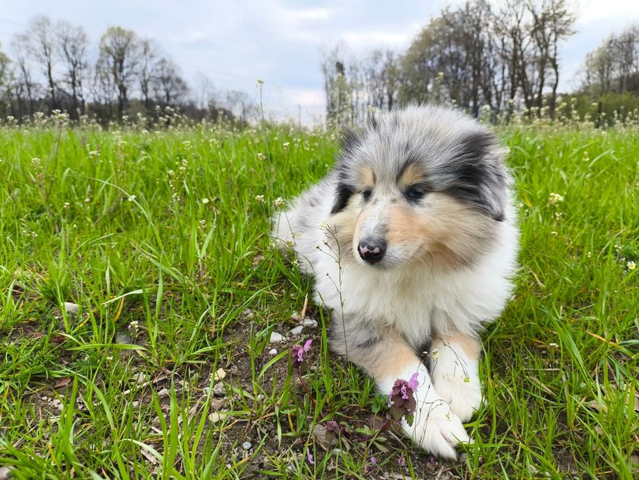 Owczarek szkocki długowłosy Collie Zkwp FCI