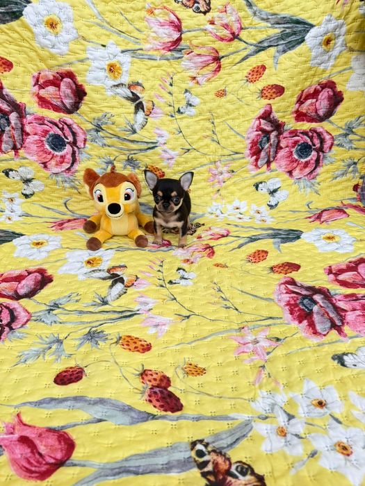 Chihuahua  macho mini