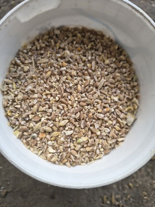 Pasza dla kur niosek !