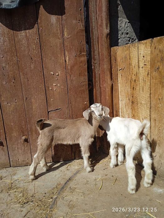 Продаются козлята