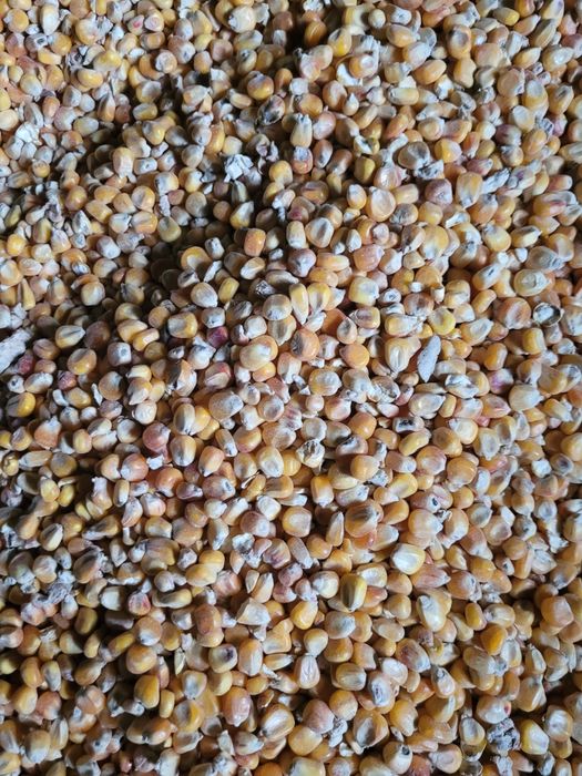 Kukurydza sucha 2025 cała i mielona dla kur