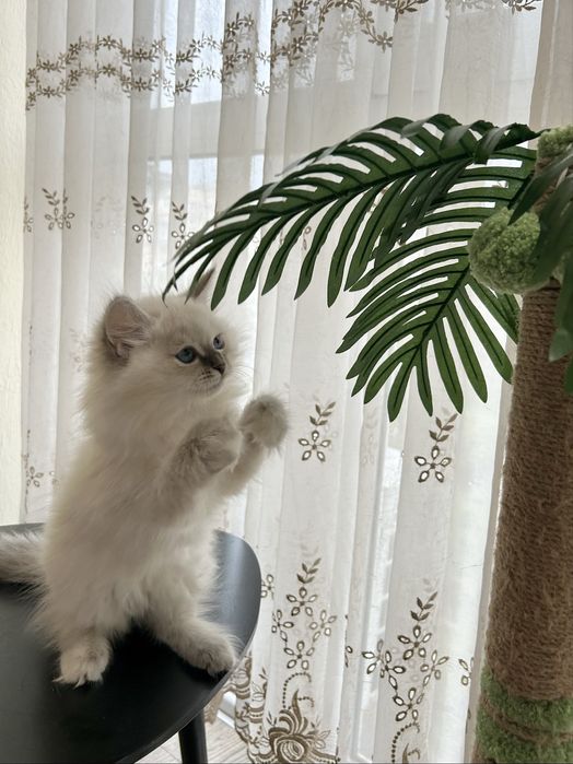 Котеня невське маскарадне