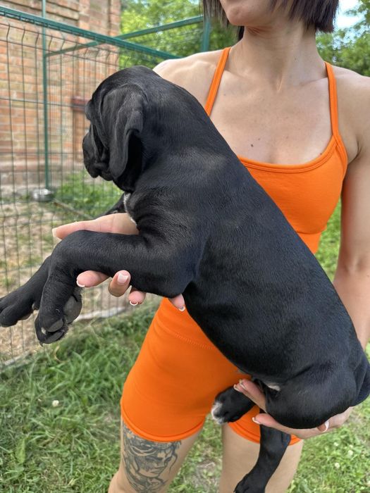 Цуценята Кане Корсо