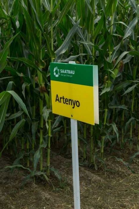 Kukurydza SAATBAU