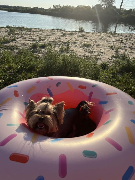 Вязка Йорка шоколад