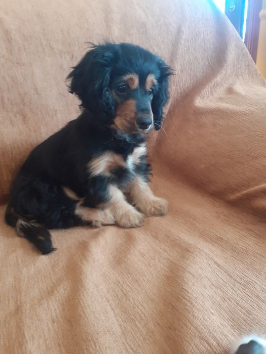 Песик 3 місяці дівч