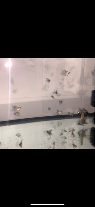 Vendo peixes juvenis de escalares azuis.