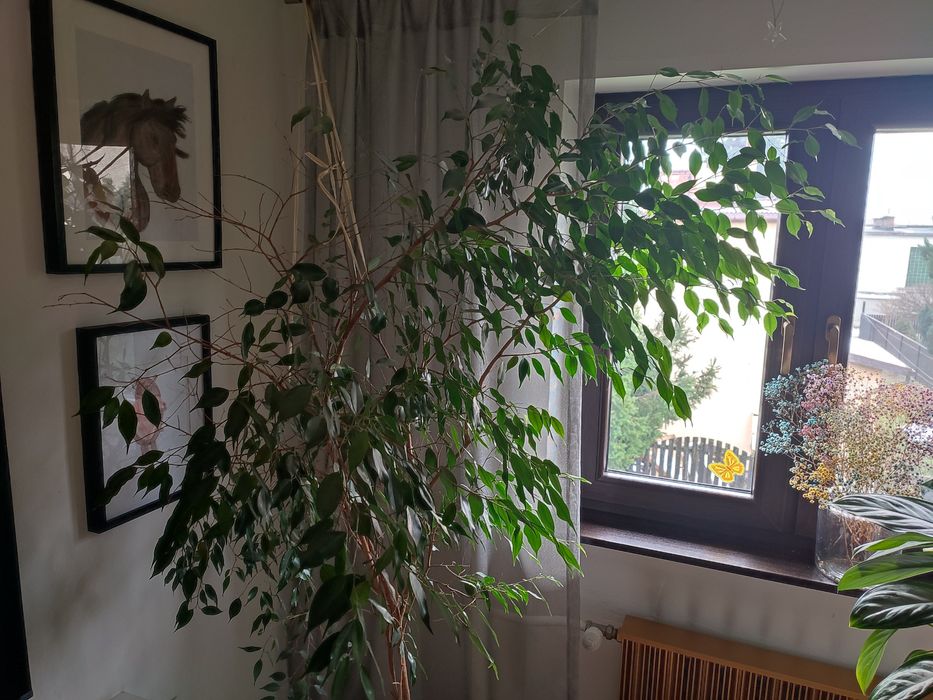 Fikus Benjamin duży