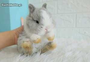 Coelhos anões meigos desparasitados e vacinados