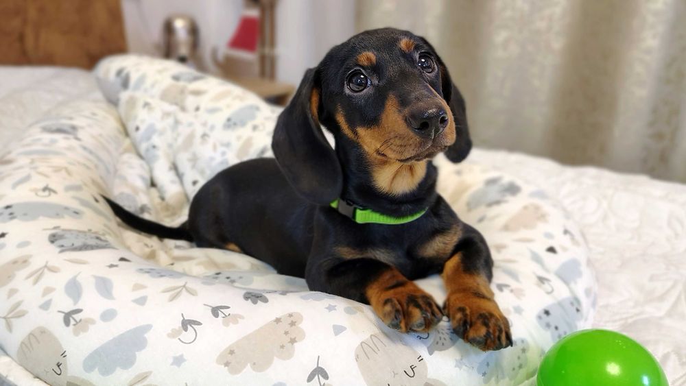 ZAREZERWOWANA Suczka Jamnik krótkowłosy czarna podpalana Kraków