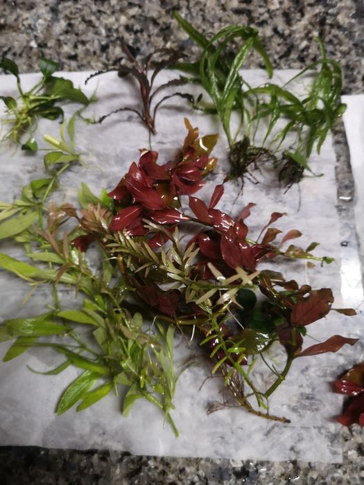 Plantas Aquário - 15 pés Podas de Aquário