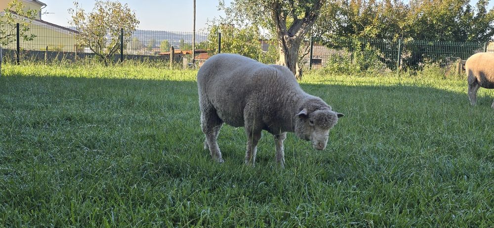 Borrego Ile de France cruzado com Merino