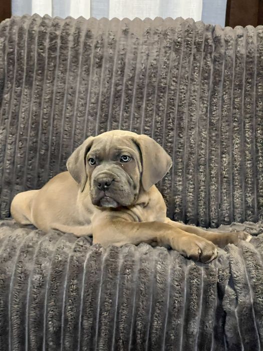 Щенята кане корсо