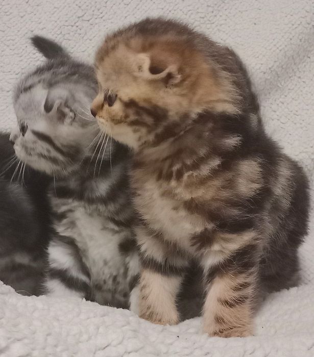 Продам шотландских котят.