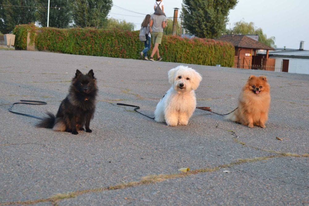 Кінолог, Дресирування собак