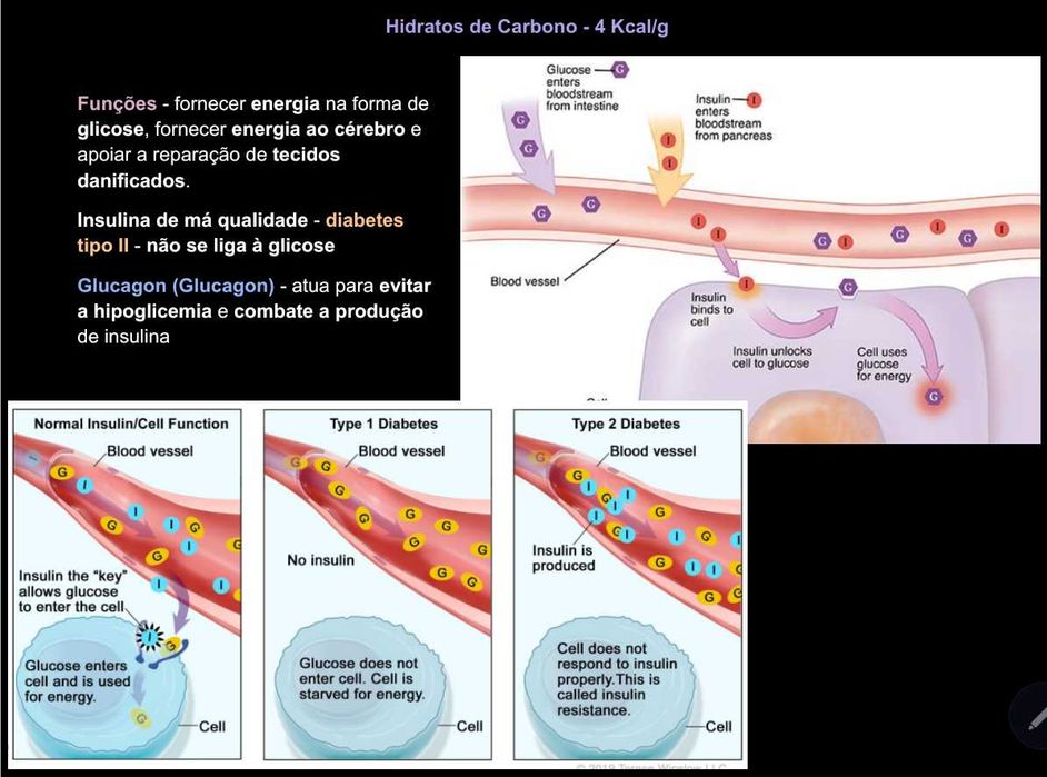 Resumos Completos de Metabolismo e Nutrição