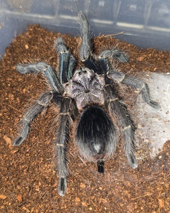 Ptasznik Phormictopus sp. Green Gold Carapax samica ok 5,5DC