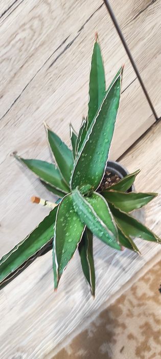Sanseveria samurai XXL