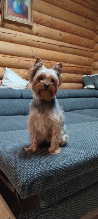 Вʼязка Йоркшерський терєр