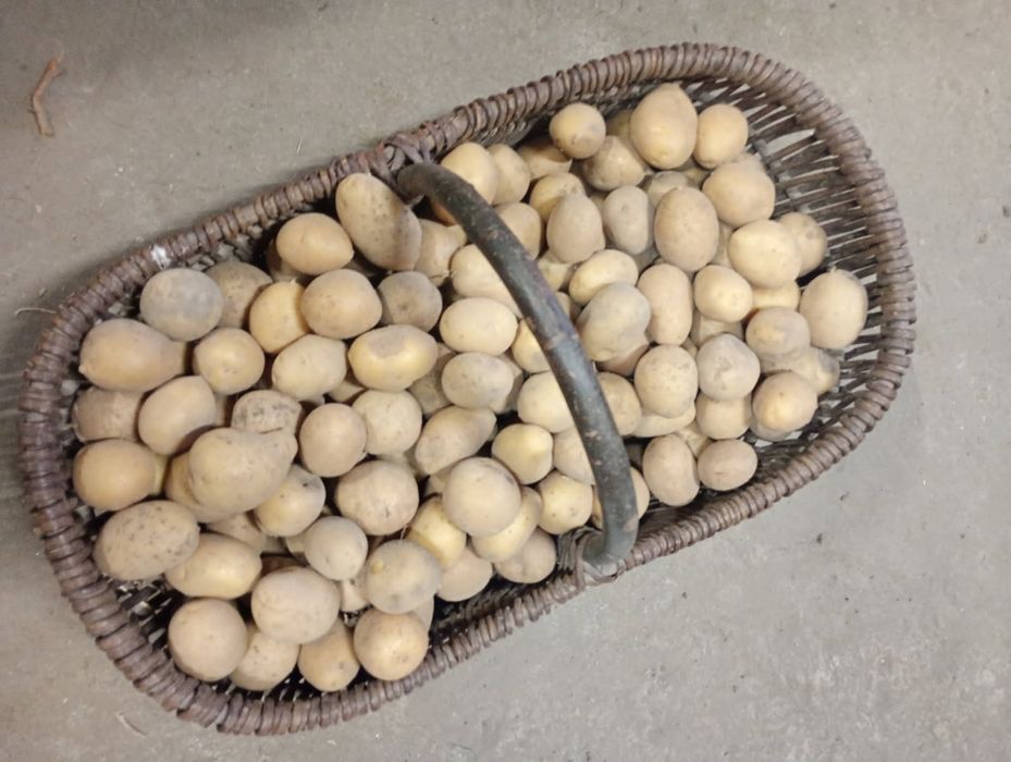 Ziemniaki sadzeniaki