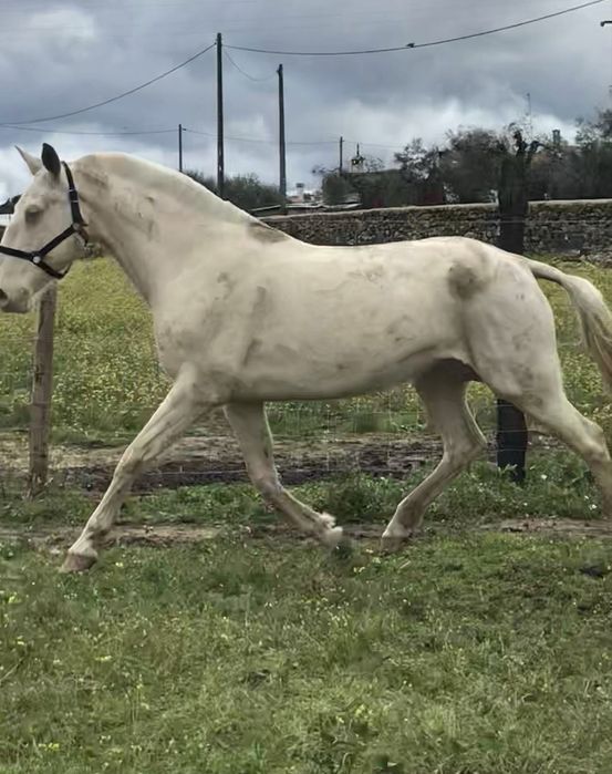 Égua Lusitana psl