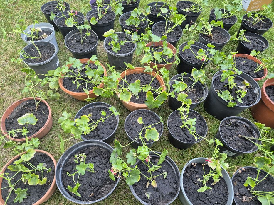 Pelargonia zwisającą czerwona