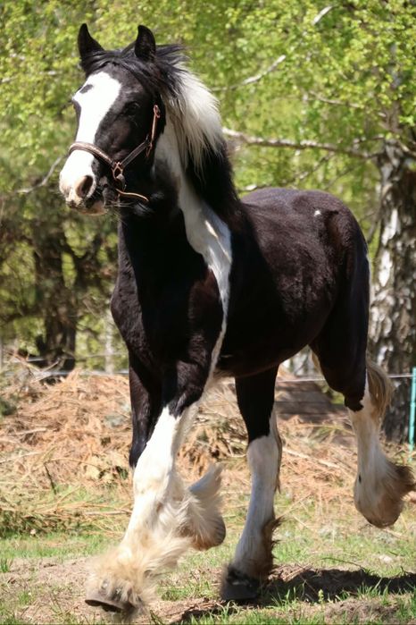 Źrebica odsadek klacz Irish Cob x Fryz, wolna od PSSM