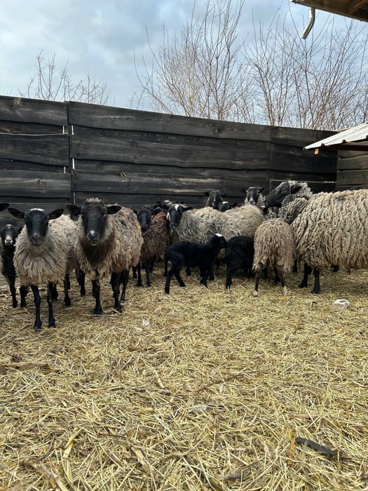 Продам овець баранів