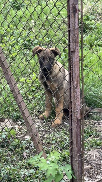 Собака доросла та 2 маленькі