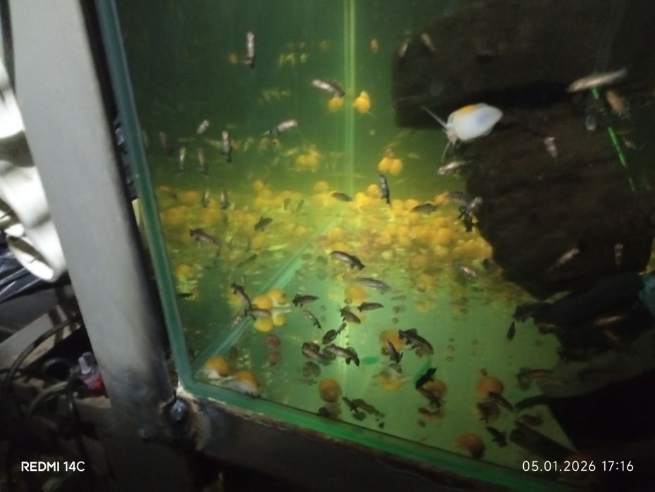 Продам взрослых рыб Лабео.Сом.