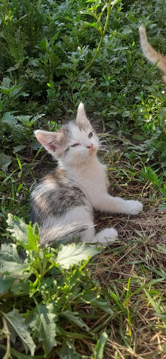 Кошенята, котята, гарнесенькі м.Лозова та околиці.