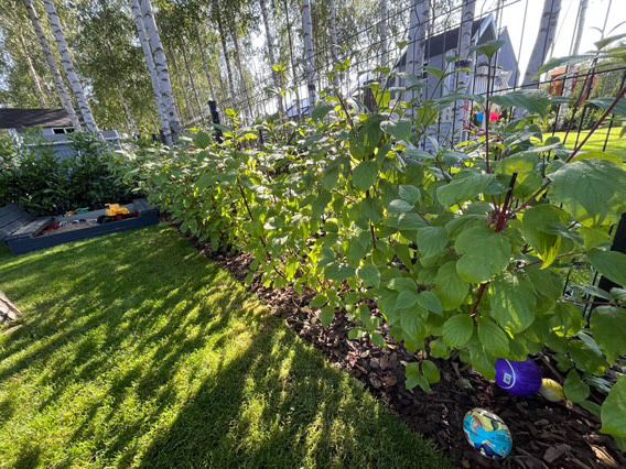 Dereń biały – krzewy ogrodowe, dobrze ukorzenione – 13 szt.