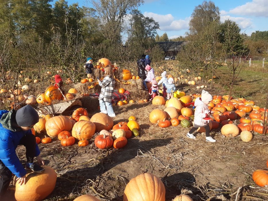 Seradela.nostrzyk.łubin.żyto jare.gryka.pszenżyto jare.facelia