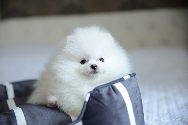 Pomeranian mini sunia biała xxs