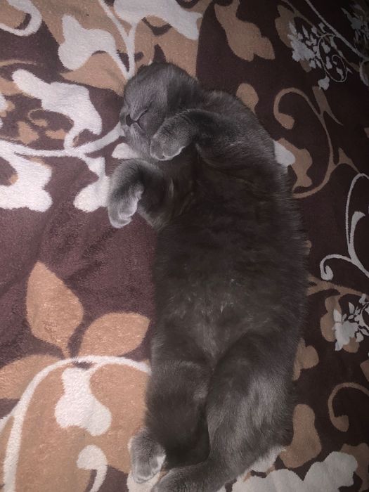 В’язка кота чистокровний шотландський прямовухий