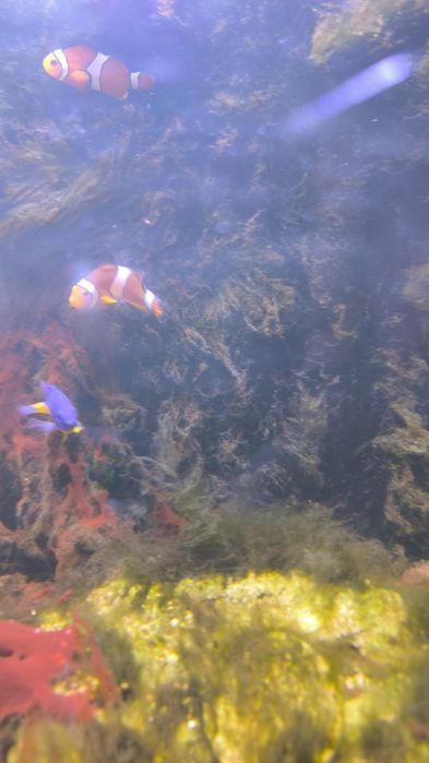 Tenho estes três peixes para despachar