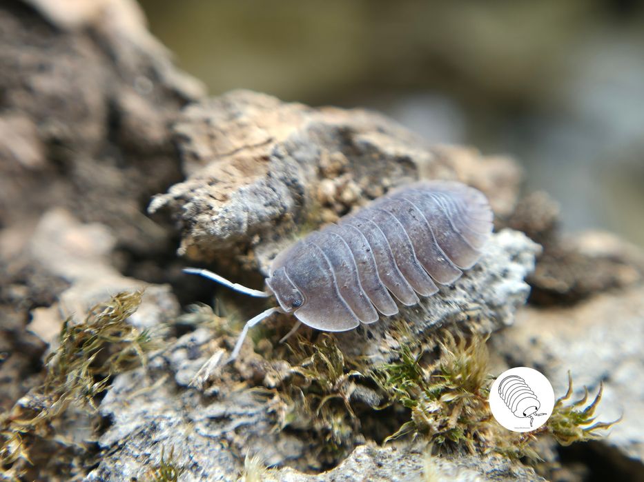Isopody, prosionki, ekipa sprzątająca Troglodillo sp soil