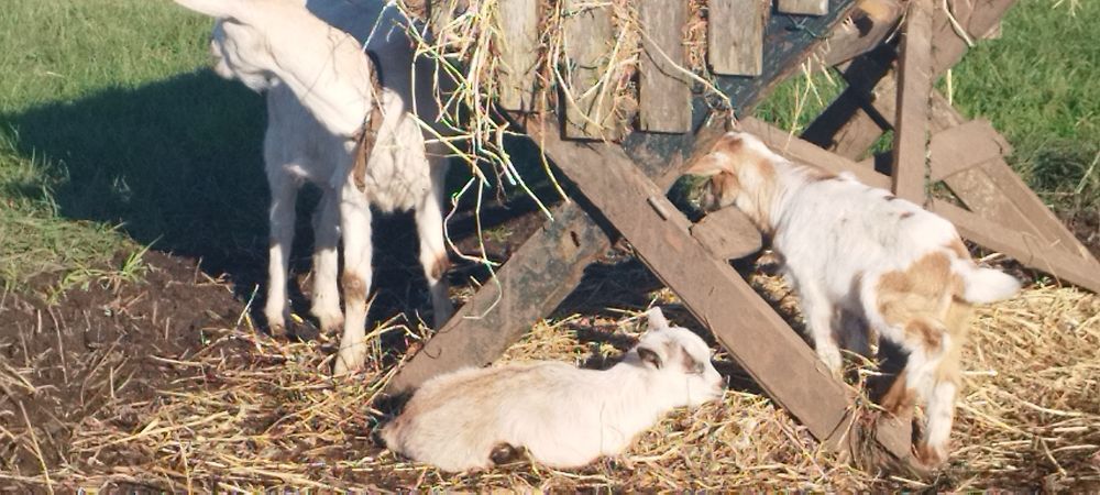 Vendo cabras  sem cornos