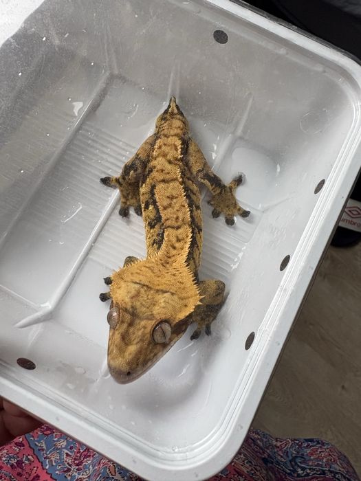 Gekon orzęsiony bez ogona z terrarium