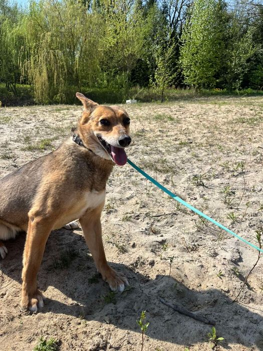 Klea już 6 lat ogląda schroniskowe ściany. Dajmy tej suni kochający dom