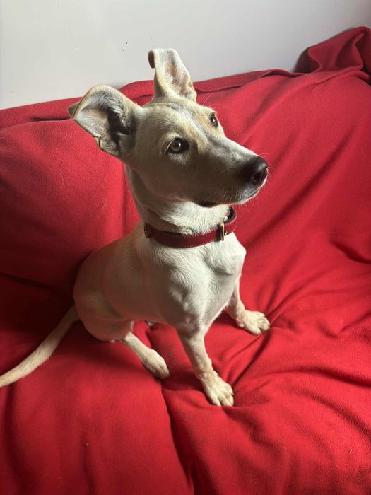 Zabrana z koszmaru sunieczką ,prosi o dom.