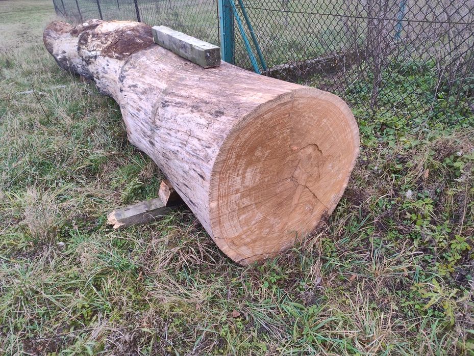 Dąb kłoda, sprzedam