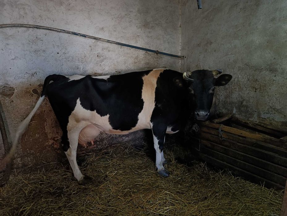 Продаж, Молочної корови.Вік 8 років