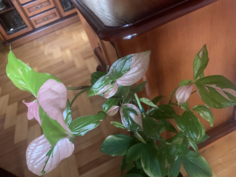 Sygnonium  red - spot - ciety szczyt !