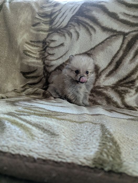 Шпіцульки! Чудові дітки