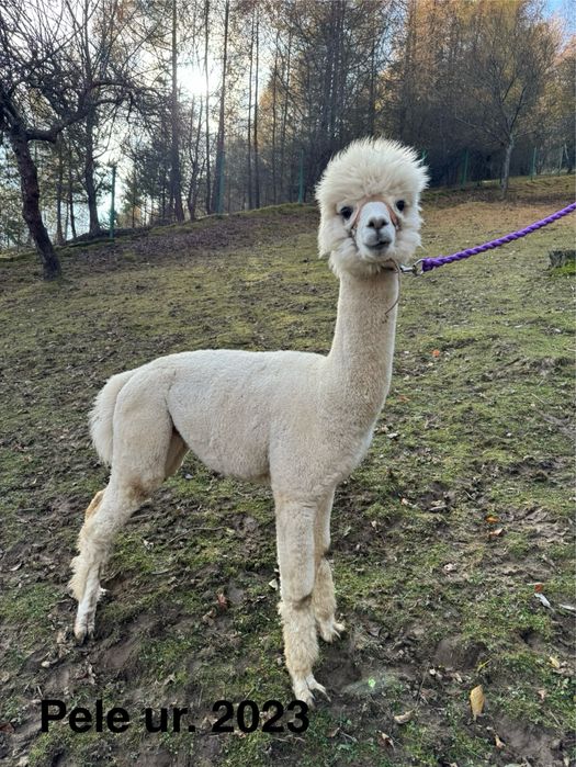 Alpaki na sprzedaż