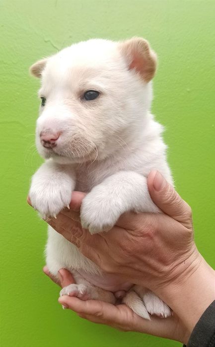Продам білосніжну  принцесу