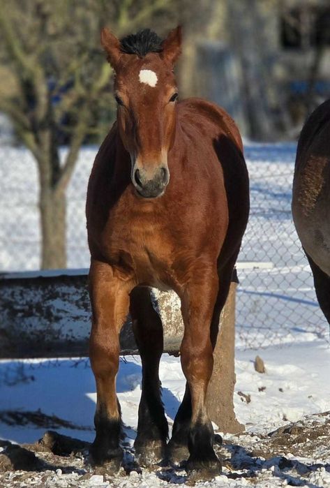 Ogierek zimnokrwisty