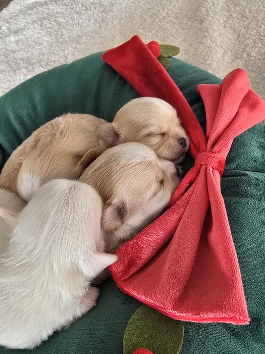 Chihuahua - wyjątkowy chłopak, FCI, ZkwP!