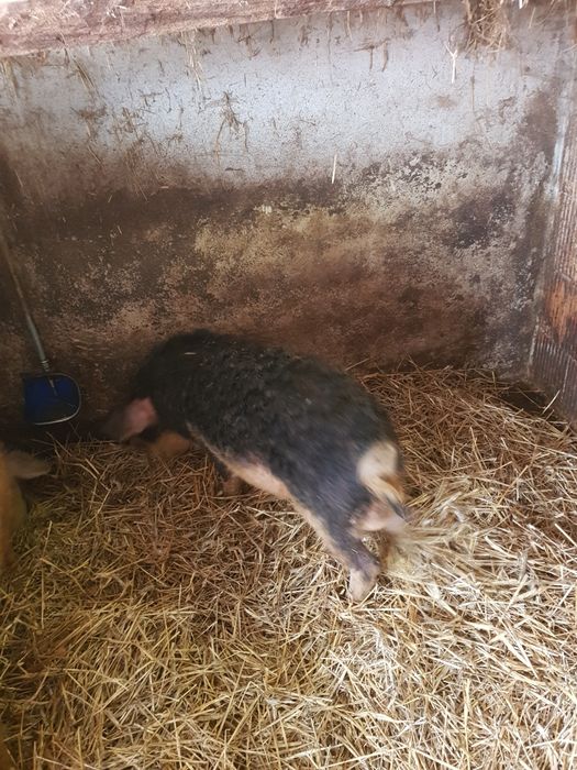 Mangalice świnie prosięta